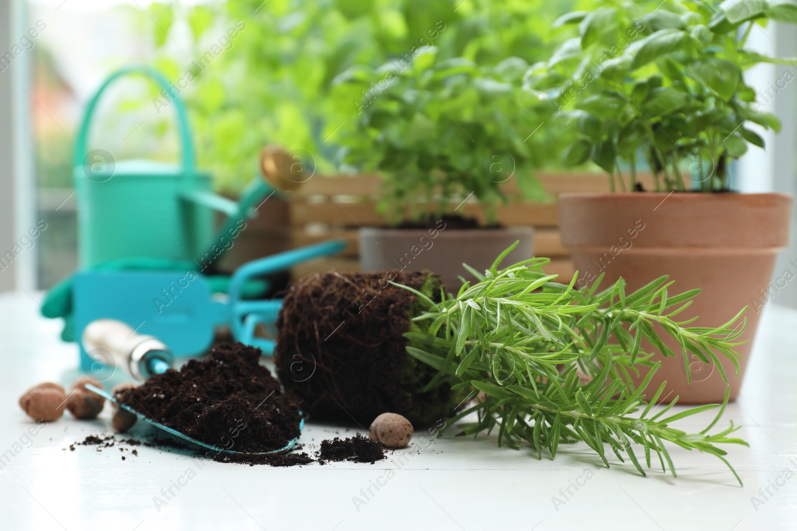 Photo of Transplanting plant. Potted herbs, clay pebbles and gardening tools with soil on white wooden table indoors