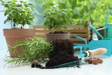 Photo of Transplanting plant. Potted herbs, clay pebbles and gardening tools with soil on white wooden table indoors