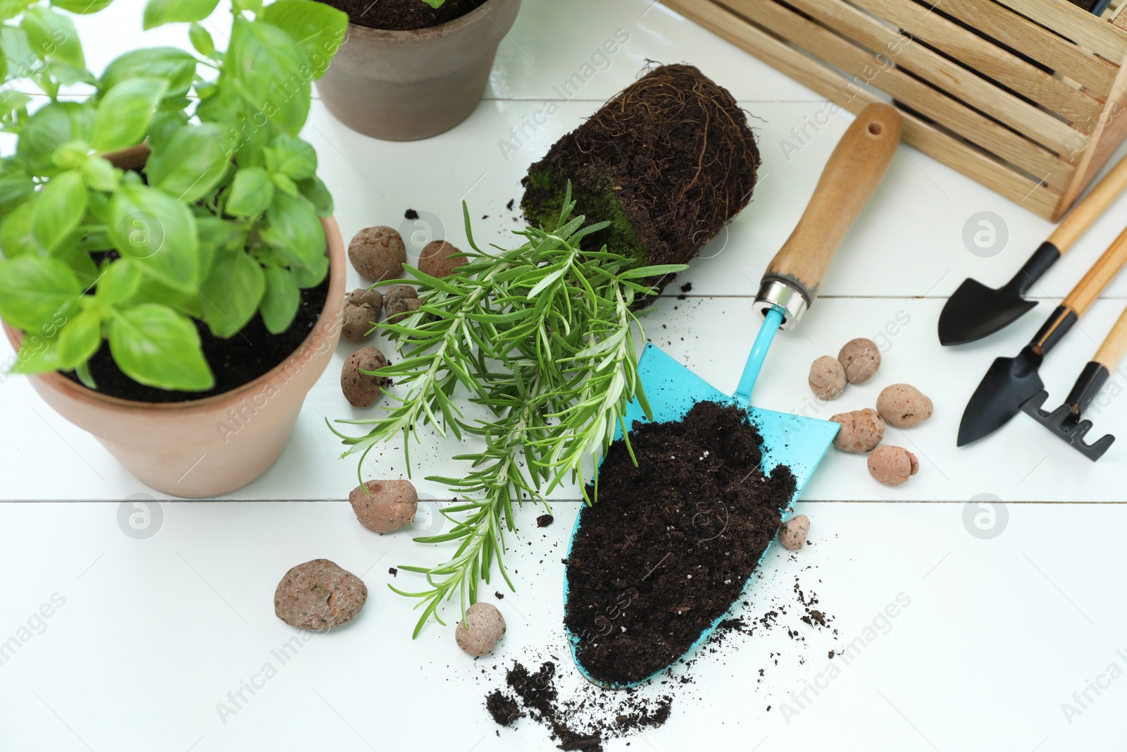 Photo of Transplanting plant. Potted herbs, clay pebbles and gardening tools with soil on white wooden table, flat lay