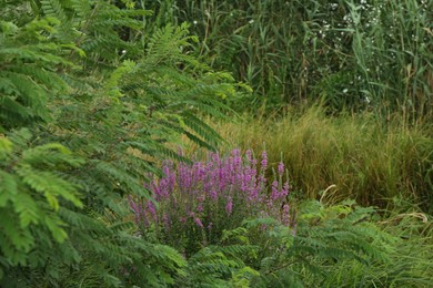 Beautiful violet flower and other plants growing outdoors