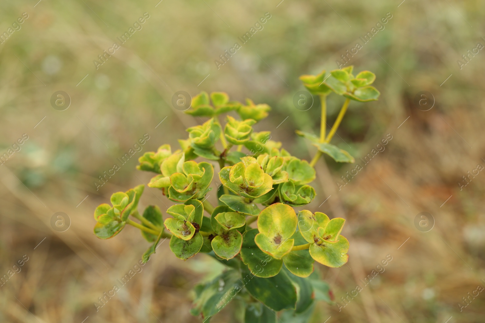 Photo of Beautiful green euphorbia plant growing outdoors, closeup