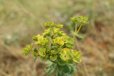 Beautiful green euphorbia plant growing outdoors, closeup