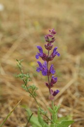 Photo of Beautiful sage plant with violet flowers growing outdoors, closeup