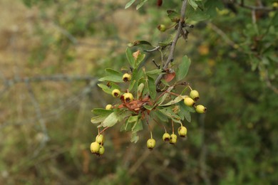 Photo of Branch with ripening berries and green leaves outdoors, closeup