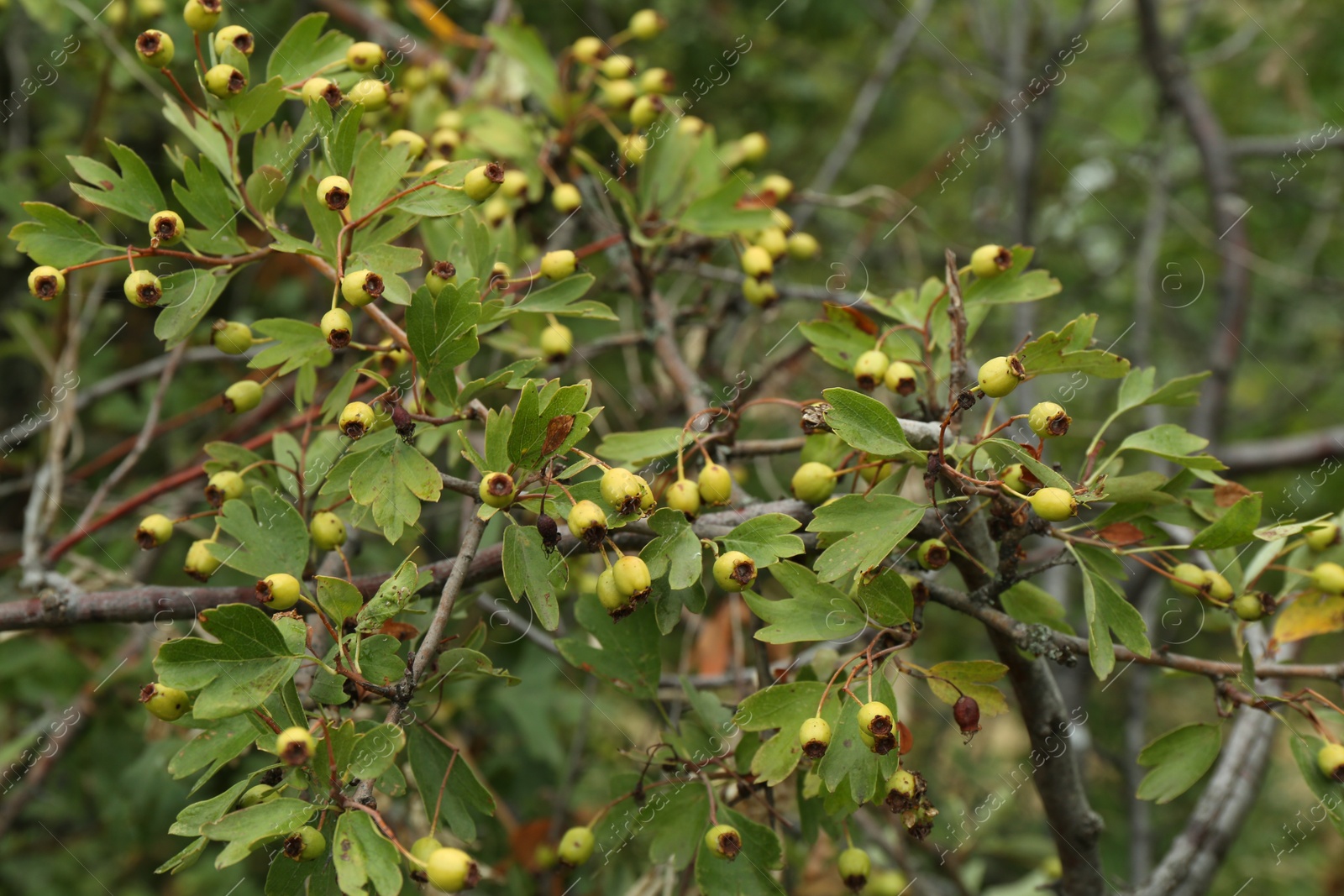 Photo of Beautiful tree with ripening berries and green leaves growing outdoors