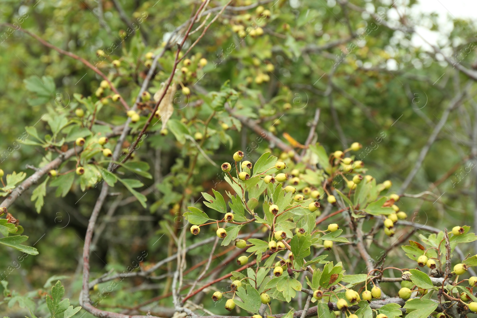 Photo of Beautiful tree with ripening berries and green leaves growing outdoors