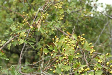 Beautiful tree with ripening berries and green leaves growing outdoors