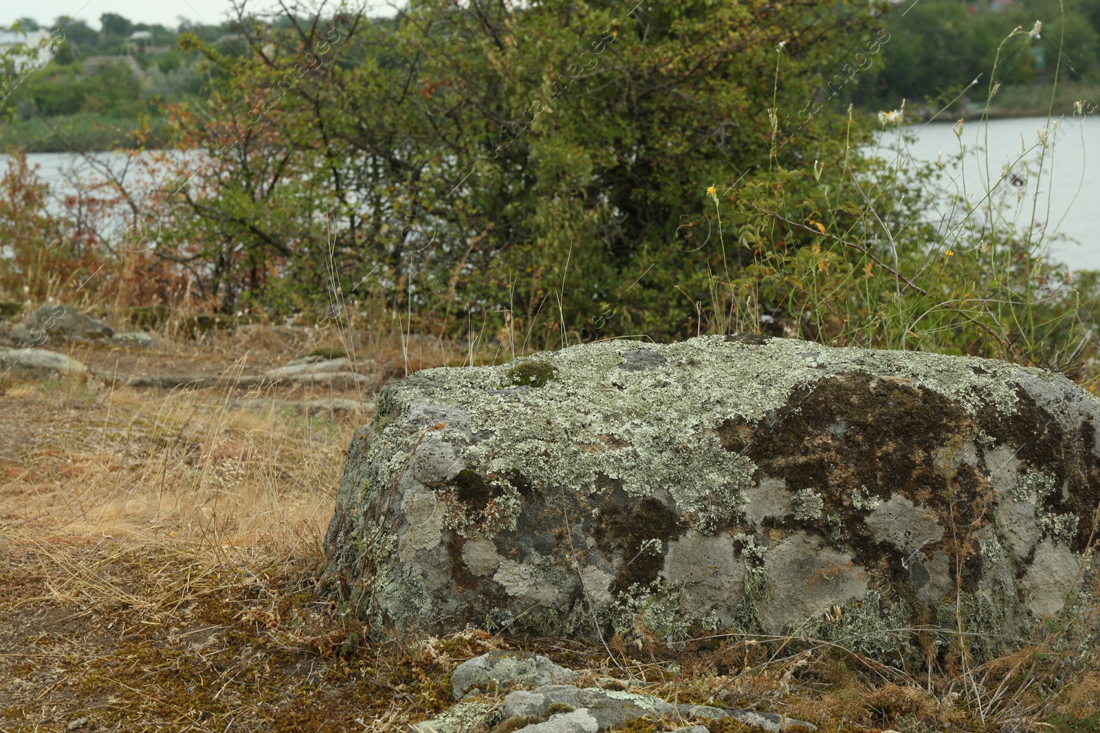 Photo of Rock overgrown with moss and lichen outdoors