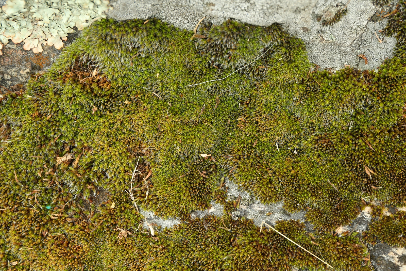 Photo of Bright green moss growing outdoors, above view