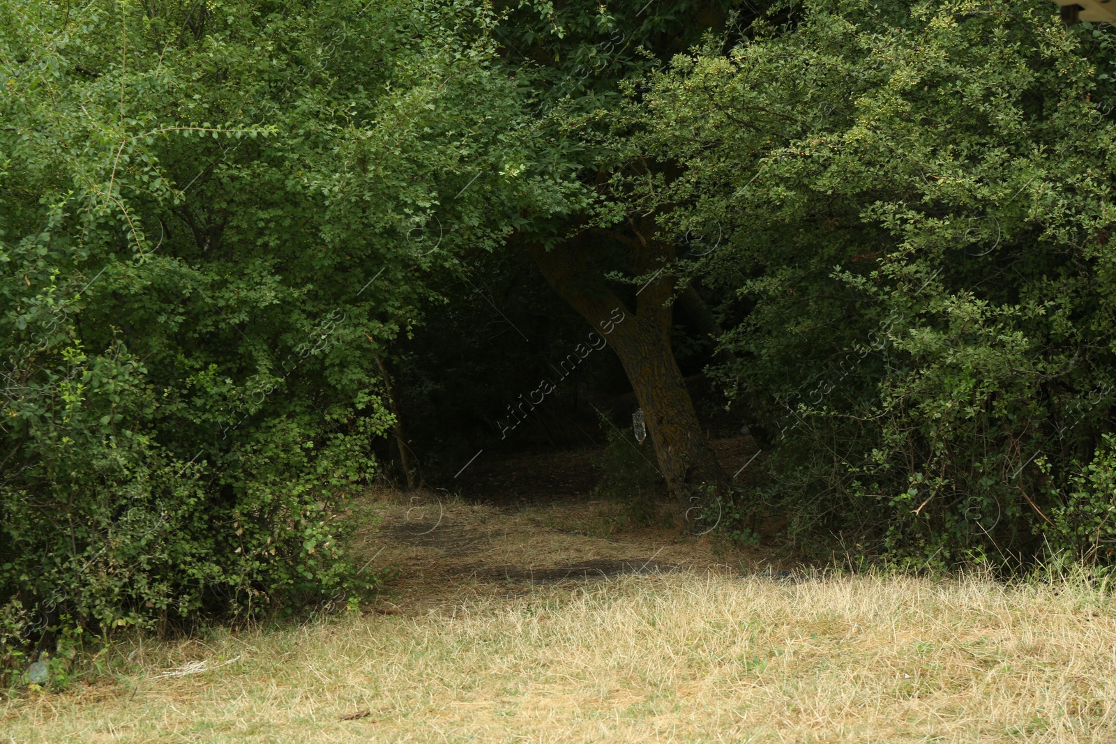 Photo of Beautiful trees with green leaves growing outdoors