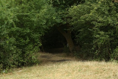 Photo of Beautiful trees with green leaves growing outdoors