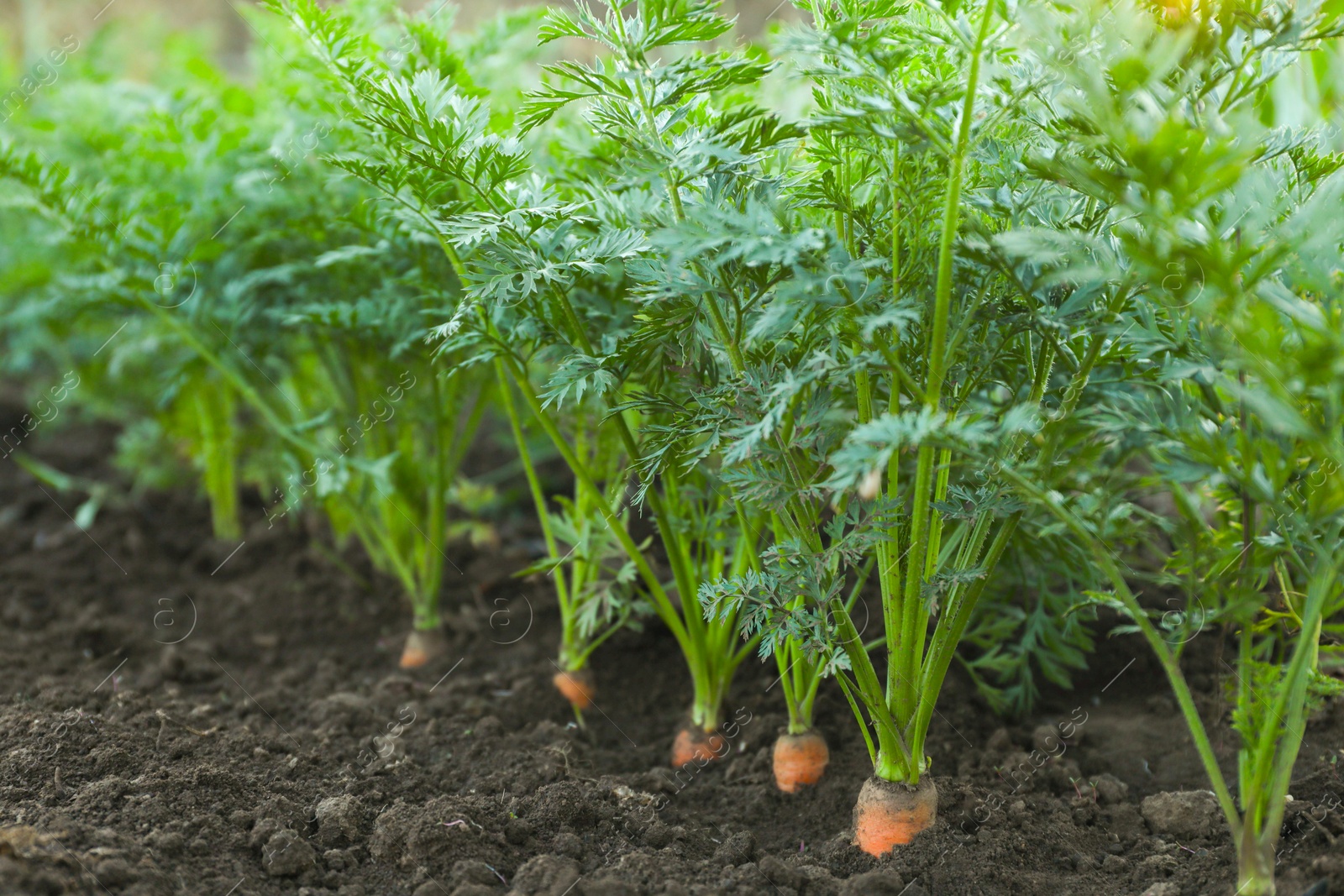 Photo of Carrot plants with green leaves growing in garden, closeup