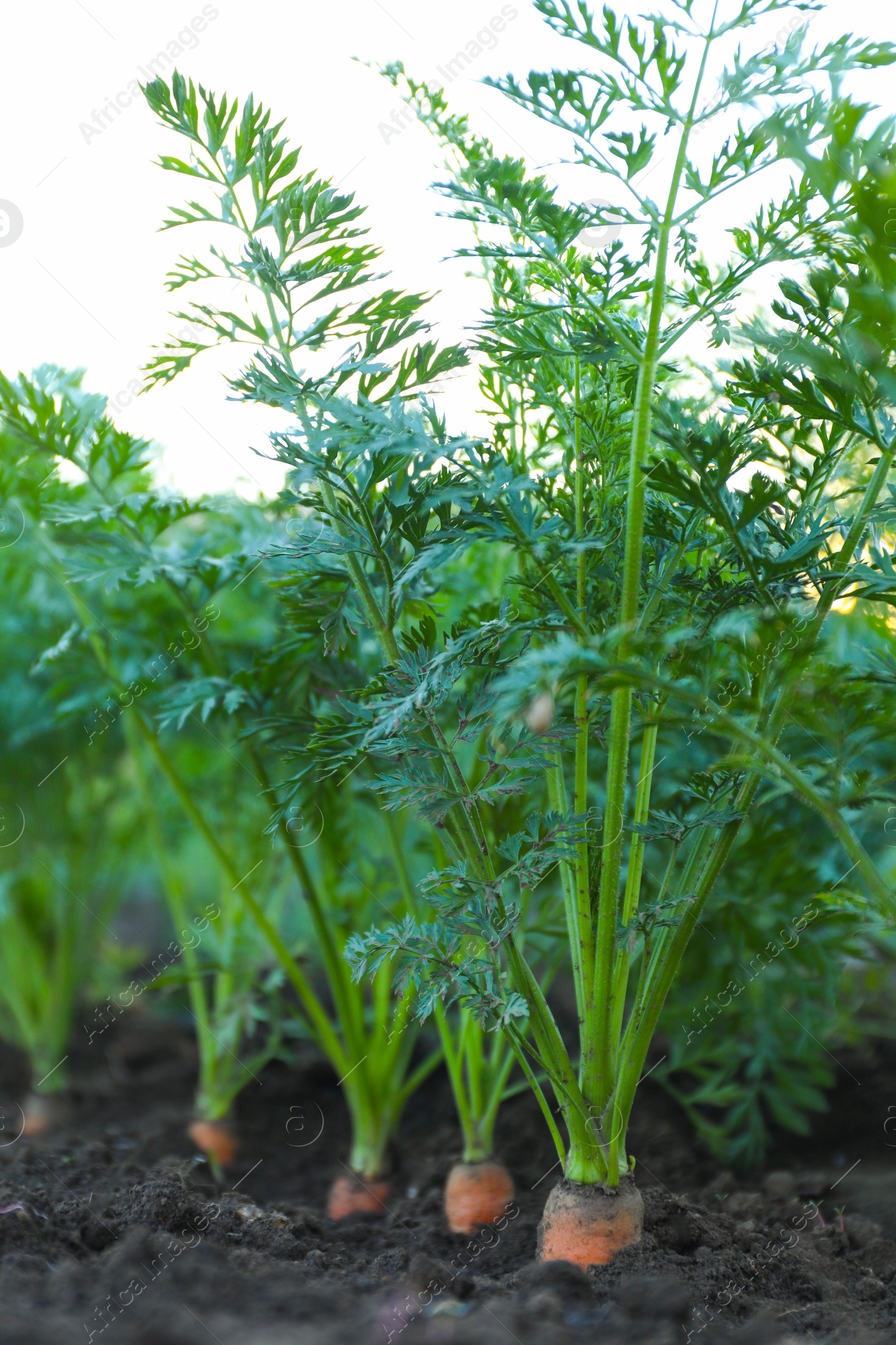 Photo of Carrot plants with green leaves growing in garden, closeup