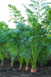 Photo of Carrot plants with green leaves growing in garden, closeup