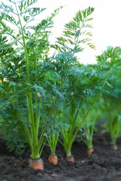 Carrot plants with green leaves growing in garden, closeup