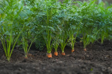 Carrot plants with green leaves growing in garden