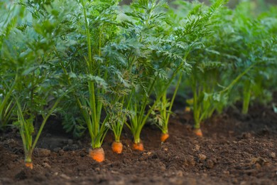 Photo of Carrot plants with green leaves growing in garden