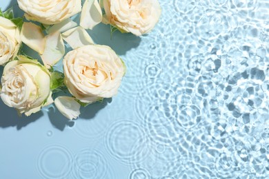 Beautiful rose flowers in water on light blue background, top view. Space for text