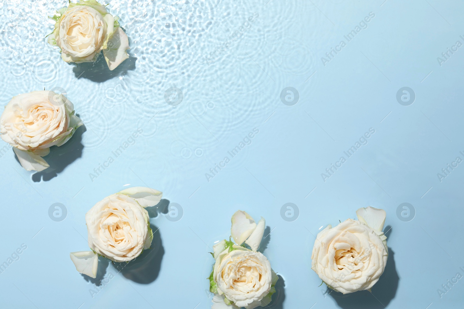 Photo of Beautiful rose flowers in water on light blue background, top view. Space for text