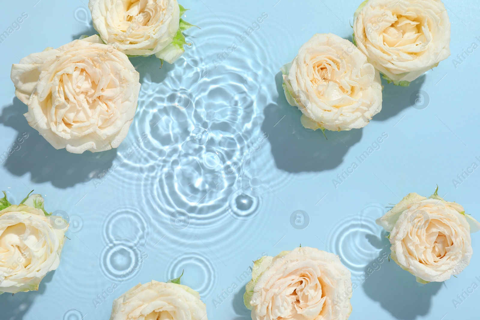 Photo of Beautiful rose flowers in water on light blue background, top view