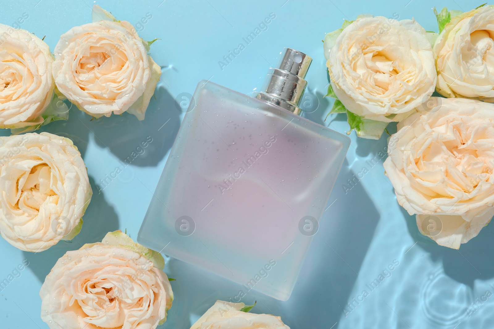 Photo of Beautiful rose flowers and perfume bottle in water on light blue background, flat lay