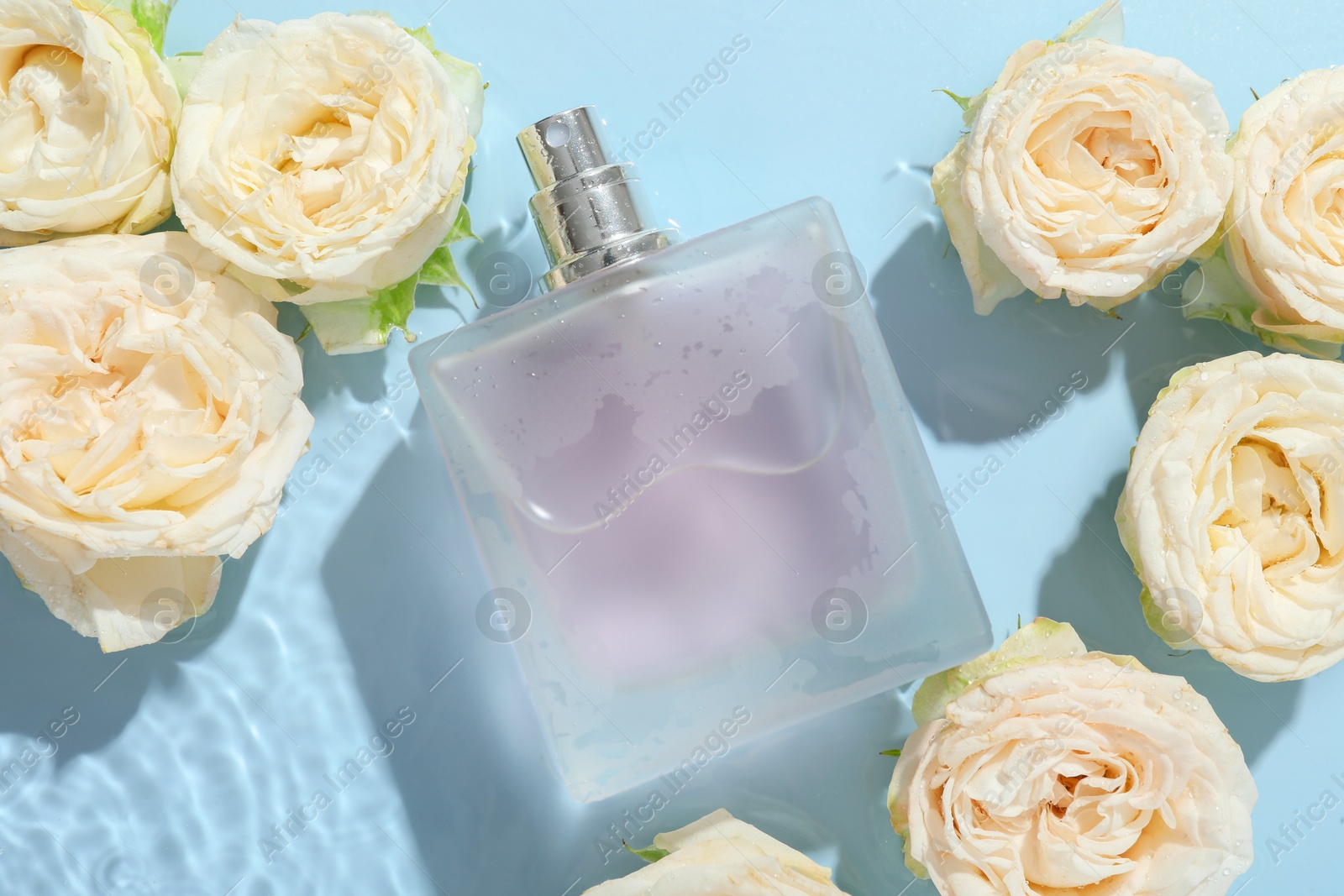 Photo of Beautiful rose flowers and perfume bottle in water on light blue background, flat lay