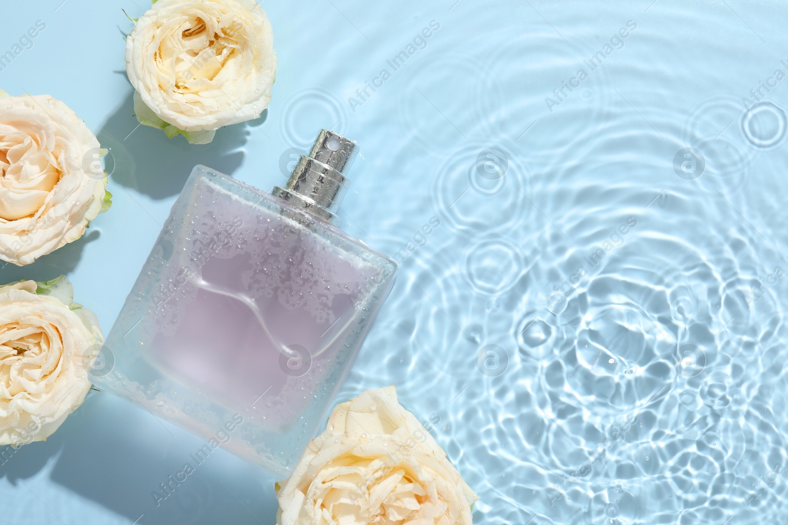 Photo of Beautiful rose flowers and perfume bottle in water on light blue background, flat lay. Space for text