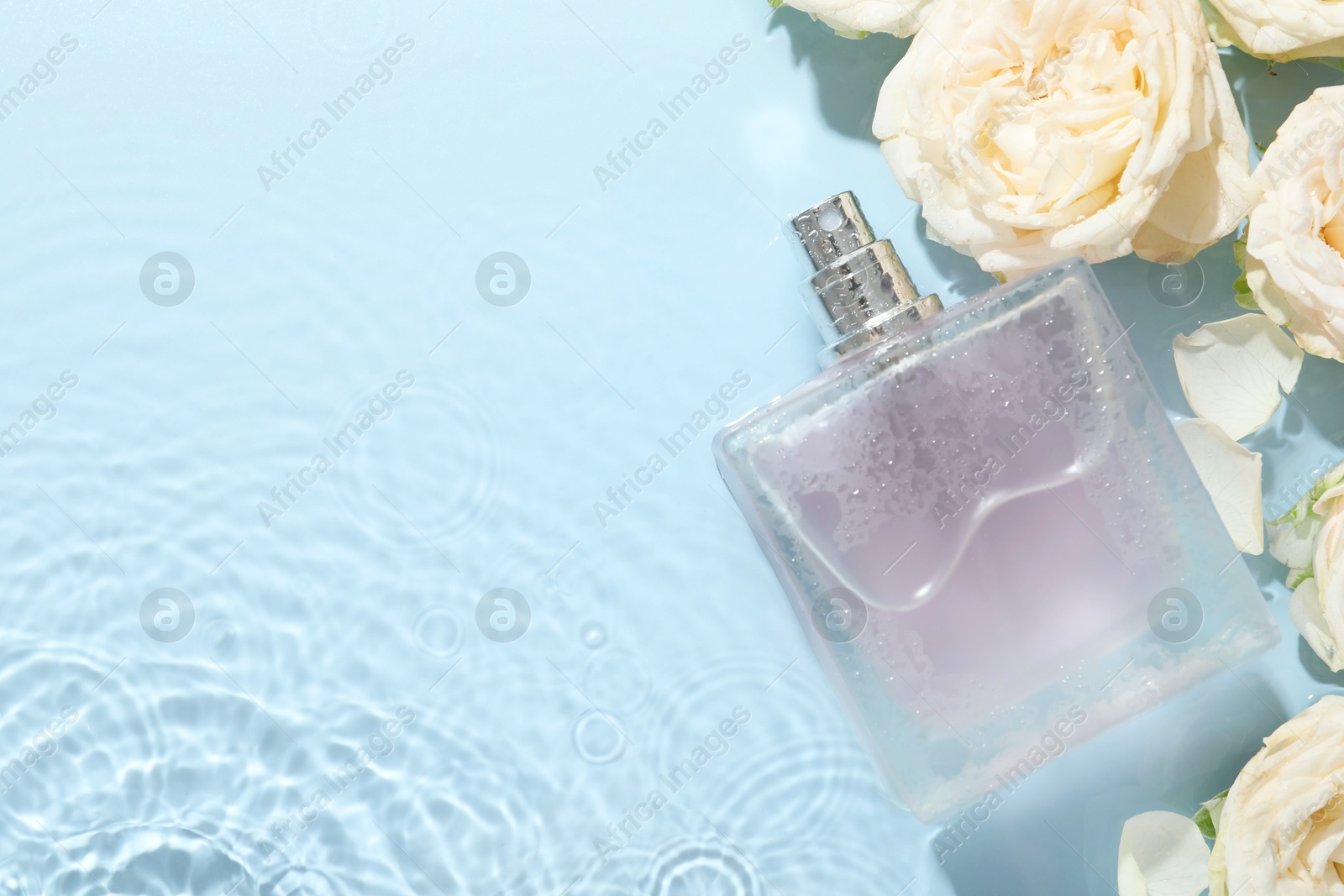 Photo of Beautiful rose flowers and perfume bottle in water on light blue background, flat lay. Space for text