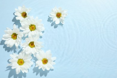 Photo of Beautiful daisy flowers in water on light blue background, top view. Space for text