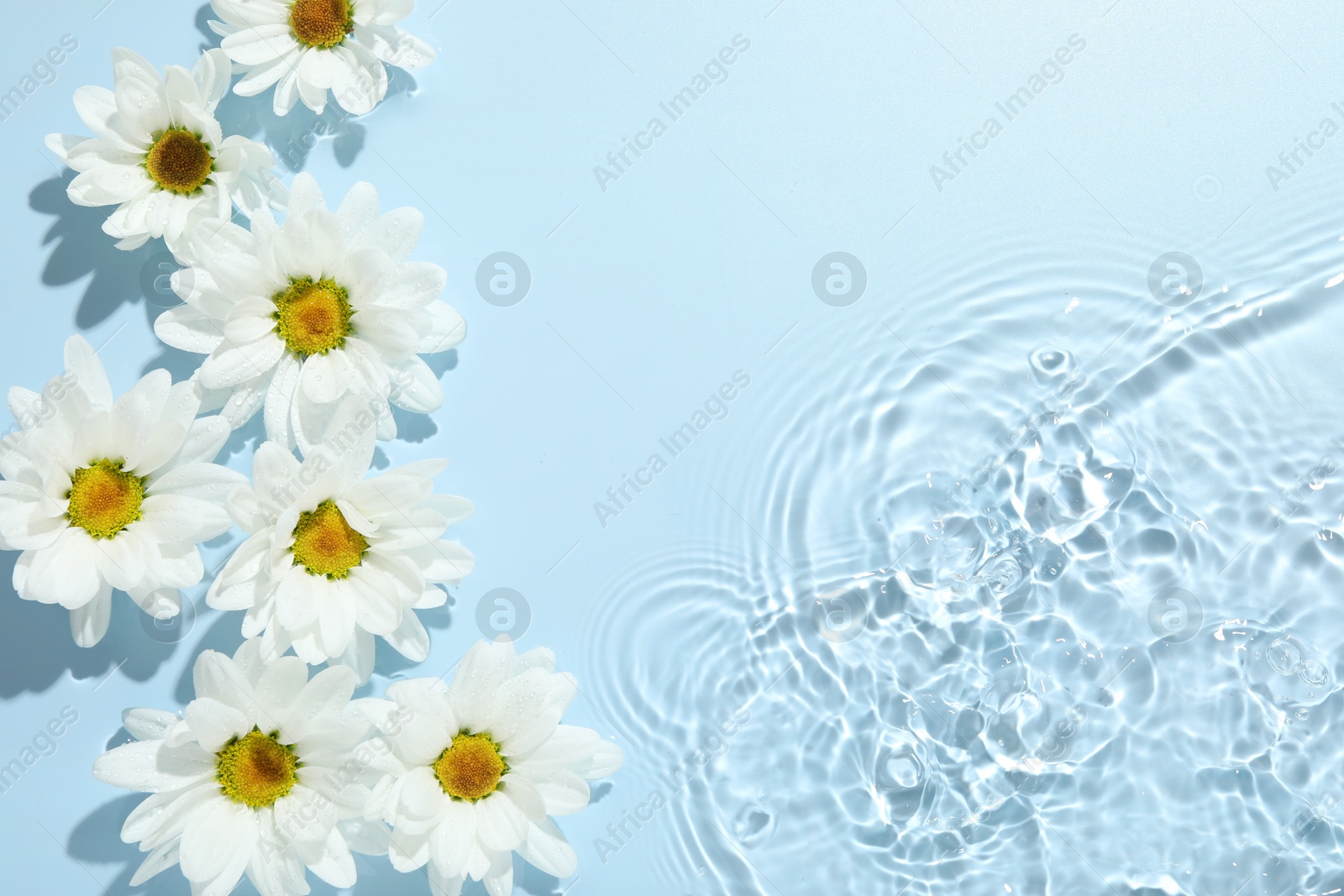 Photo of Beautiful daisy flowers in water on light blue background, top view. Space for text