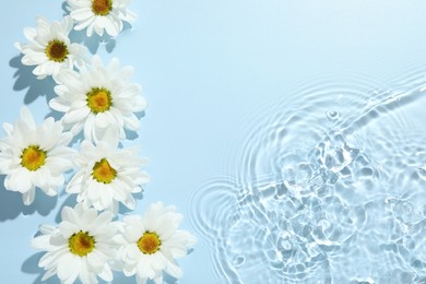 Photo of Beautiful daisy flowers in water on light blue background, top view. Space for text