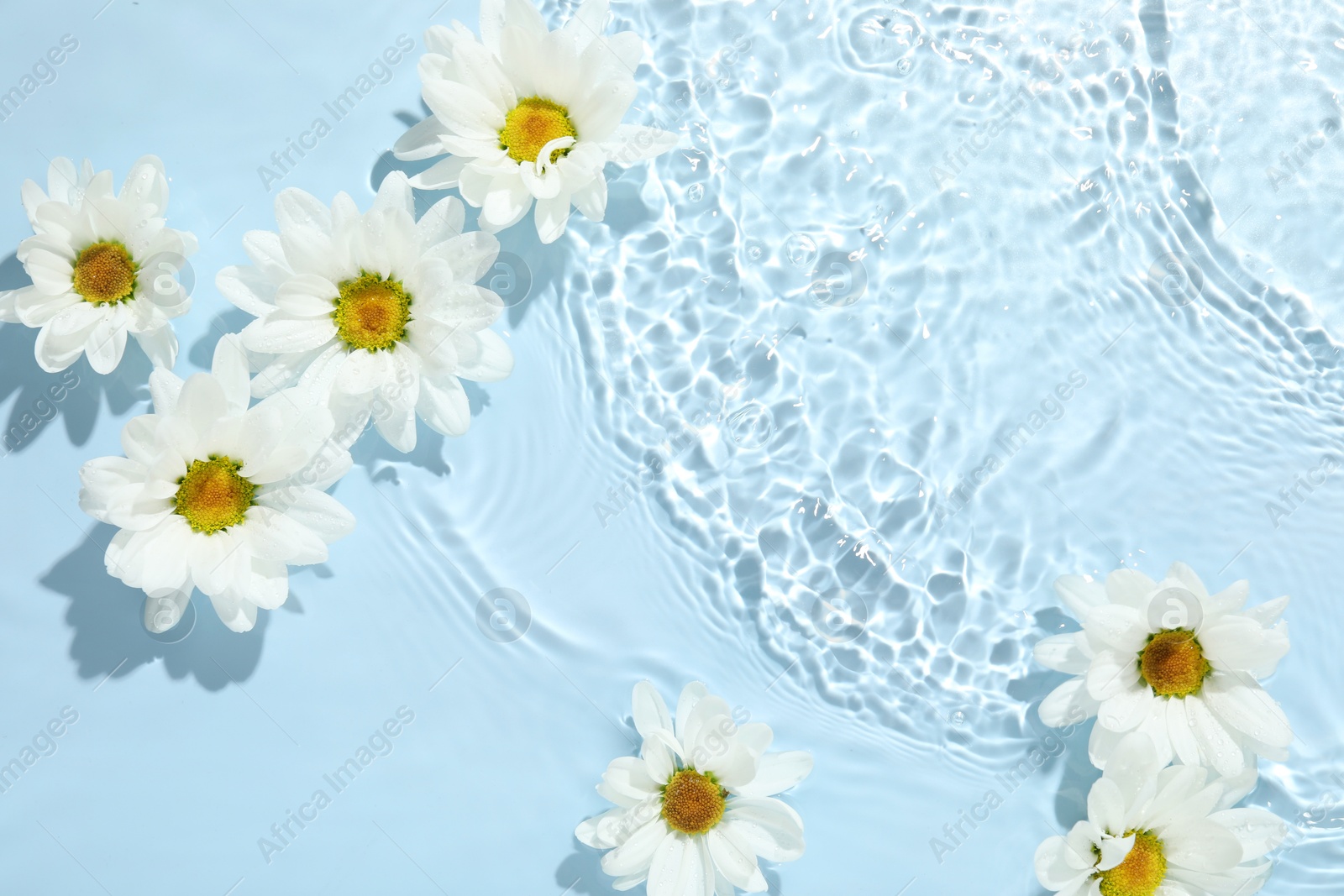 Photo of Beautiful daisy flowers in water on light blue background, top view. Space for text