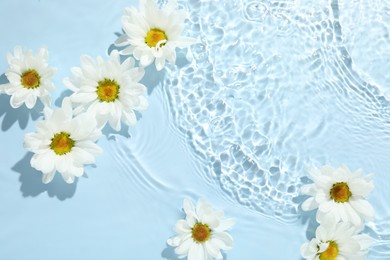 Beautiful daisy flowers in water on light blue background, top view. Space for text