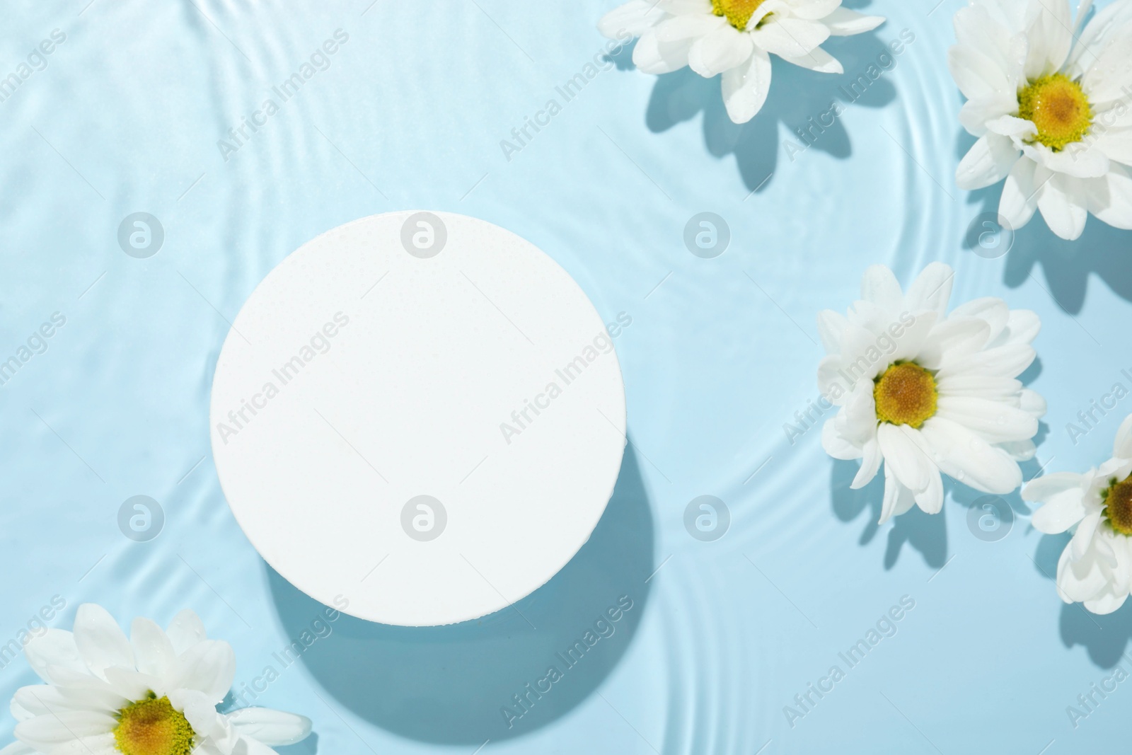 Photo of Beautiful daisy flowers and round shaped podium in water on light blue background, flat lay