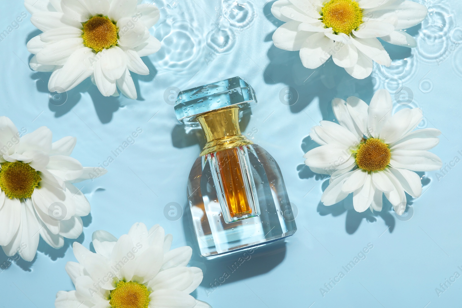 Photo of Beautiful daisy flowers and perfume bottle in water on light blue background, flat lay