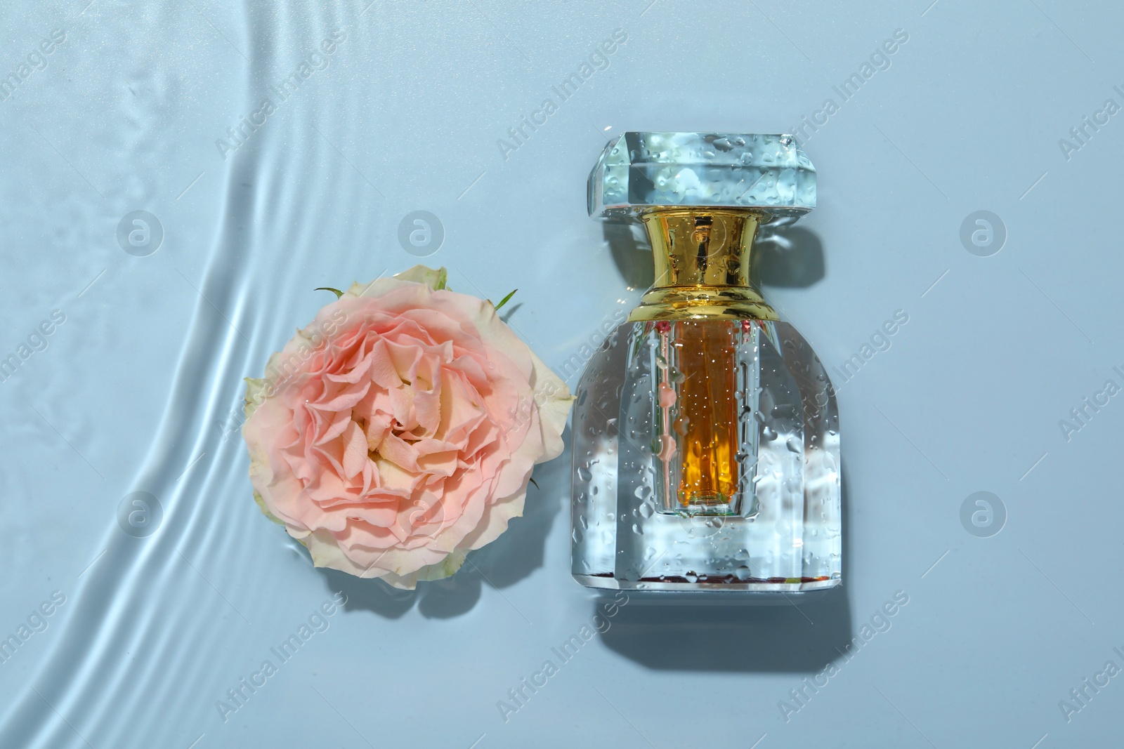 Photo of Beautiful rose flower and perfume bottle in water on light blue background, flat lay