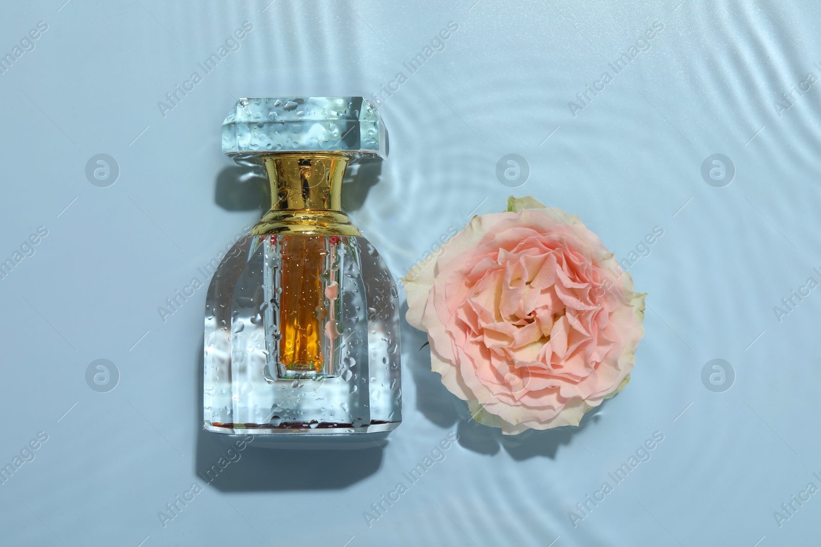 Photo of Beautiful rose flower and perfume bottle in water on light blue background, flat lay