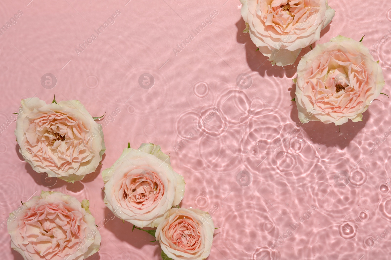 Photo of Beautiful rose flowers in water on pink background, top view. Space for text