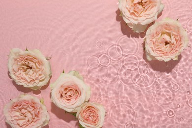 Beautiful rose flowers in water on pink background, top view. Space for text