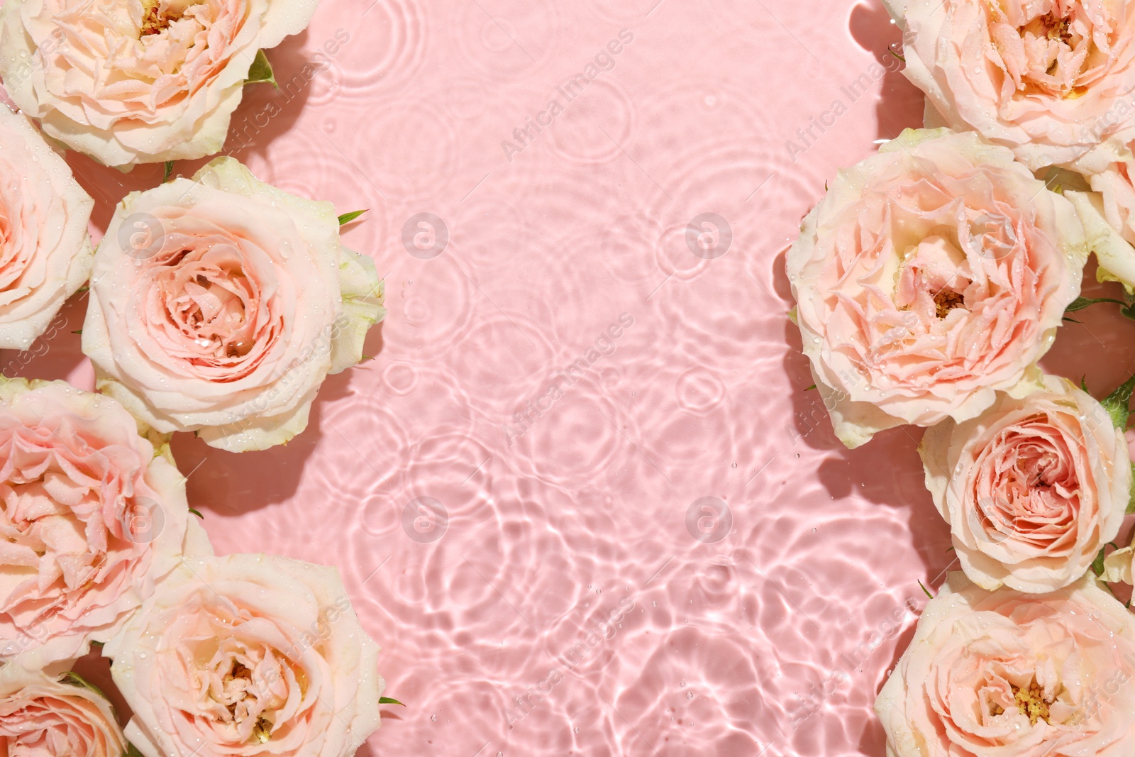 Photo of Beautiful rose flowers in water on pink background, top view. Space for text