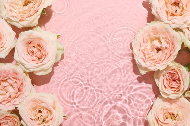 Beautiful rose flowers in water on pink background, top view. Space for text