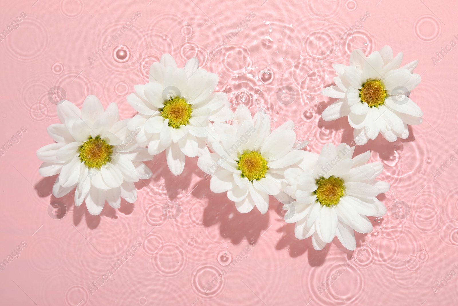 Photo of Beautiful daisy flowers in water on pink background, top view