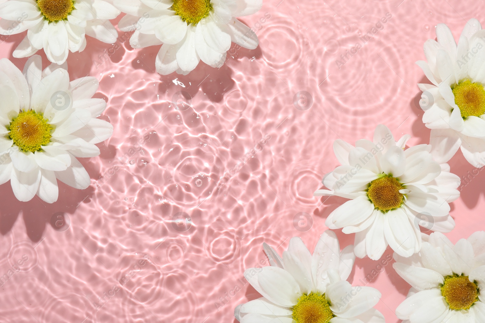 Photo of Beautiful daisy flowers in water on pink background, top view. Space for text