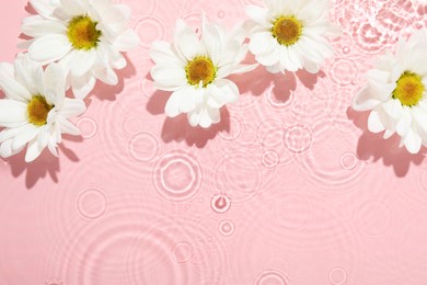 Photo of Beautiful daisy flowers in water on pink background, top view. Space for text