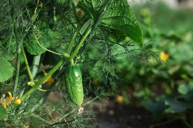 Young cucumber with leaves growing in garden