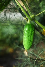 Photo of Young cucumber with leaves growing in garden, closeup