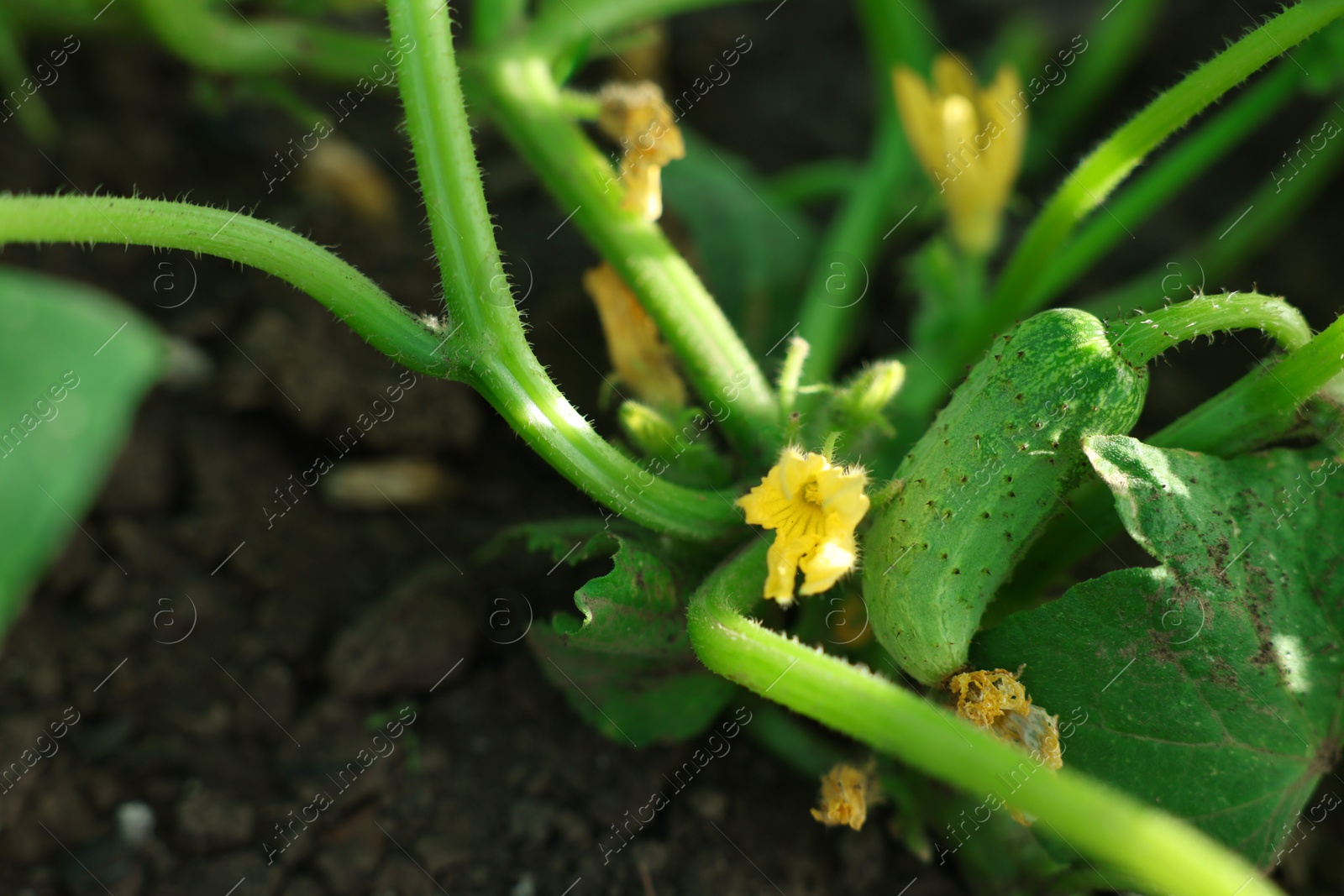 Photo of Young cucumber with leaves and yellow flowers growing outdoors, closeup