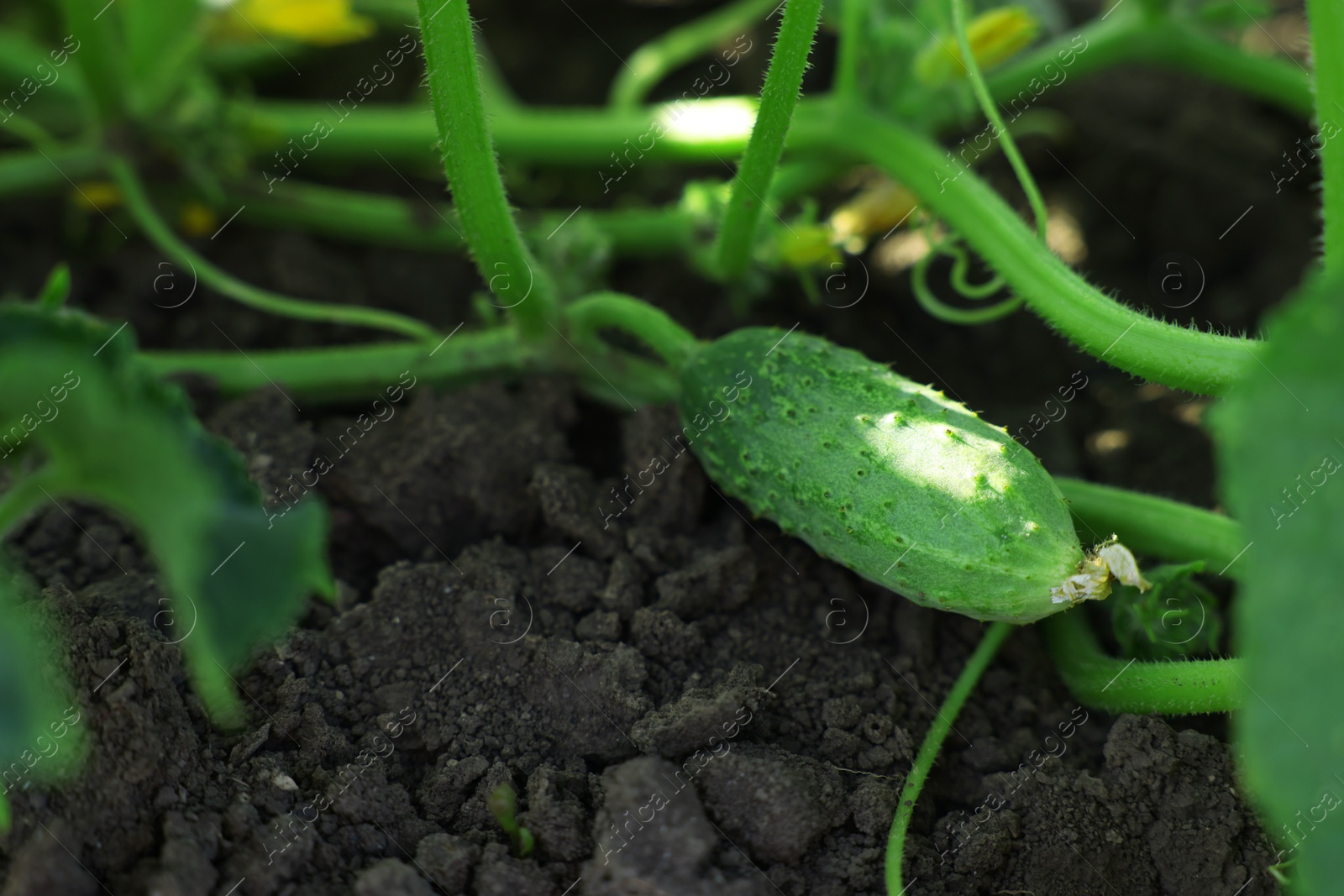 Photo of Young cucumber growing on stem outdoors, closeup