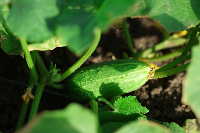 Young cucumber with leaves growing outdoors, closeup