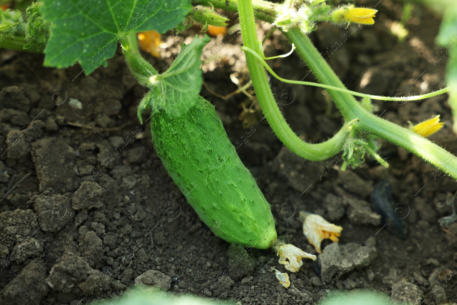 Photo of Young cucumber with leaves growing outdoors, closeup